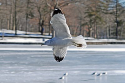 DSC_0110c.jpg
