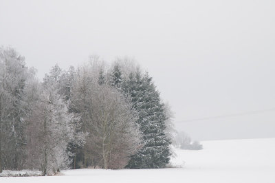 DSC_6114.jpg: Trees in the Snow