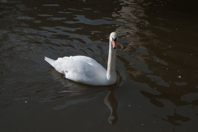 DSC_7614.jpg: Swan