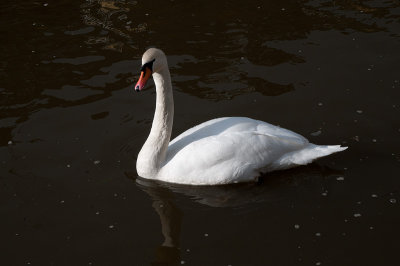 DSC_7615.jpg: Swan