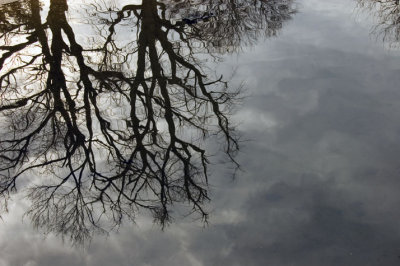 Reflection Of Trees And Sky