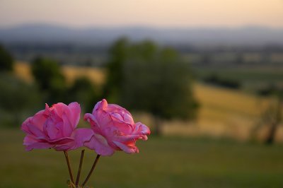 Roses at Dusk, Tuscany