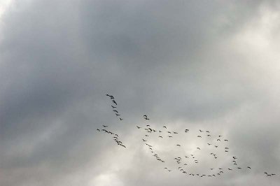 Flock Of Seagulls