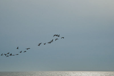 Flock Of Geese Over The Atlantic Ocean