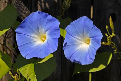 Morning Glories on fence Peabody.jpg