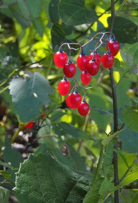 Berries at Browns Pond.jpg