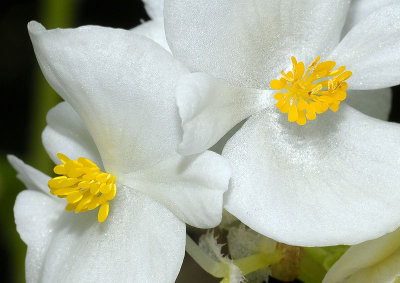White  Yellow double small.jpg