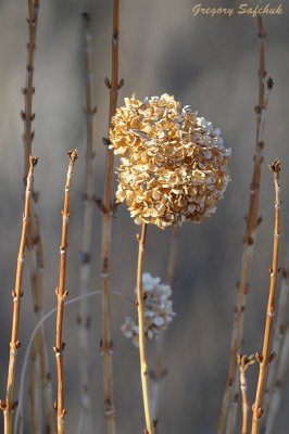 Dried Hydrangea in late winter afternoon.jpg