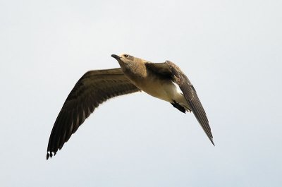 Gull in flight.jpg