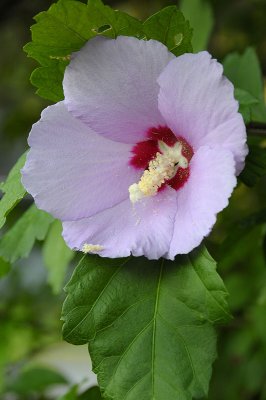 Lavendar flower.jpg