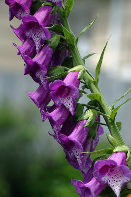 Fox Glove.jpg