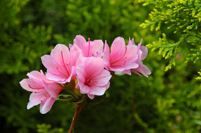 Pinkflowersreachingforgreen.jpg