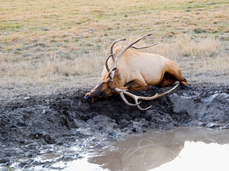 Kalispell Elk Farm at Dusk