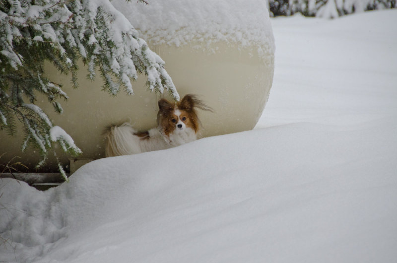 Hi Mom!  Throw some snow!