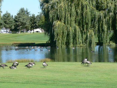 No 10 Pond2.jpg