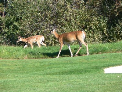 Doe & Fawn On #7