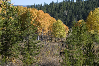 Aspens In The Firs.jpg