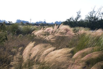 Beautiful Grasses