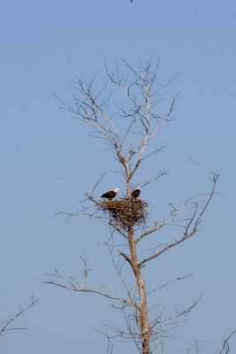 Nesting Pair