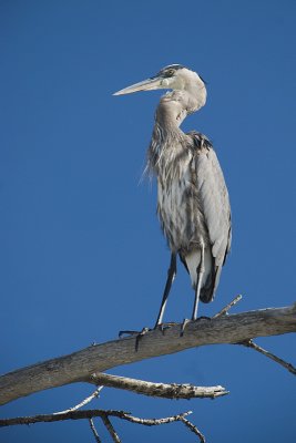 Heron On High.jpg