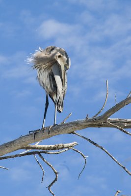 Heron Preening.jpg