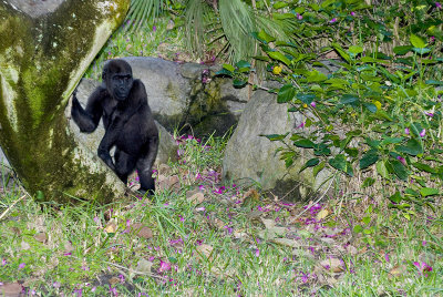 Baby Gorilla02.jpg
