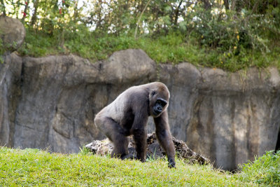 The Silverback Male66.jpg