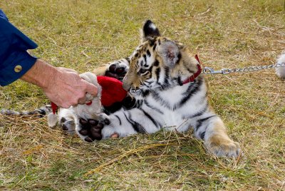 Elmira's Wildlife Sanctuary