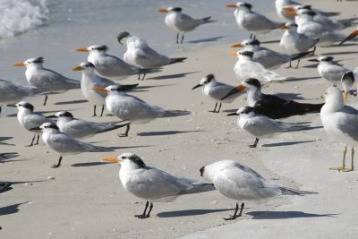 Royal Terns & Skimmers