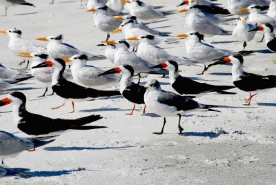 Skimmers & Royal Terns