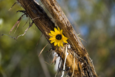 Flower Left Behind