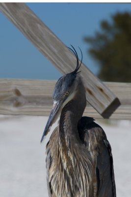 Heron Closeup