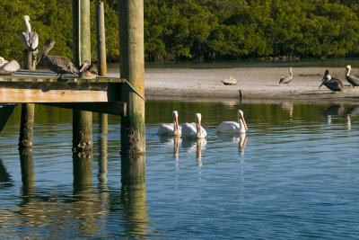 White Pelicans