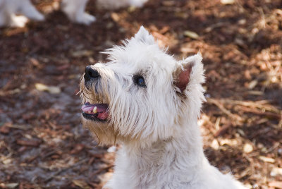 Westie