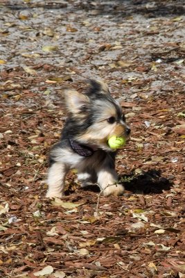 Cute little Yorkie