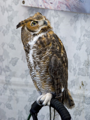 Great Horned Owl