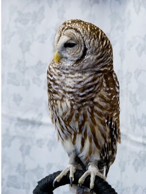 Barred Owl