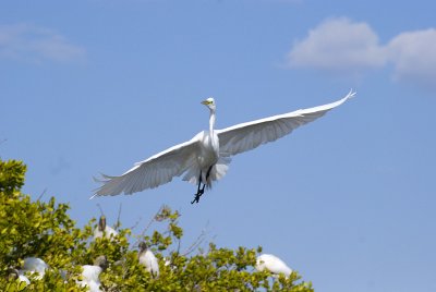 Great American Egret