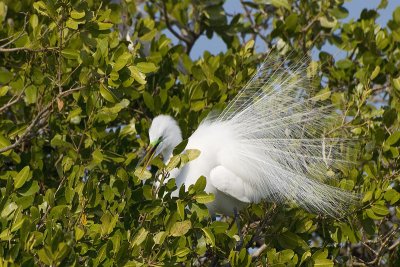 Egret- Breeding Plumage