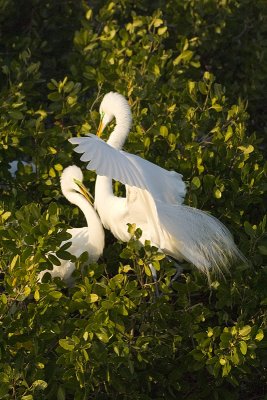 Egrets Spooning