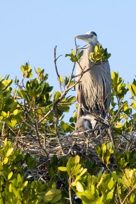 Blue Heron With New Chick