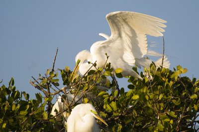 Great American Egrets