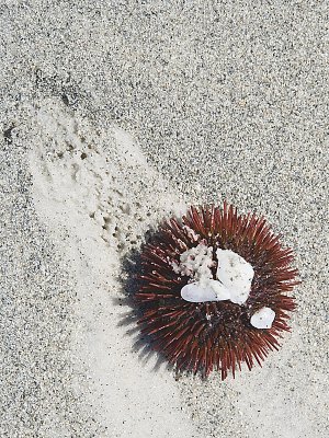 Sea Urchin