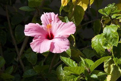 Hibiscus