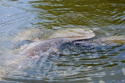 Mom Manatee with youngster (Note youngsters nostrils)