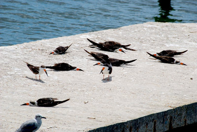 Black Skimmers Flat Out