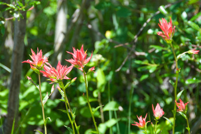 Indian Paint Brush at Iron Horse on Big Mt.