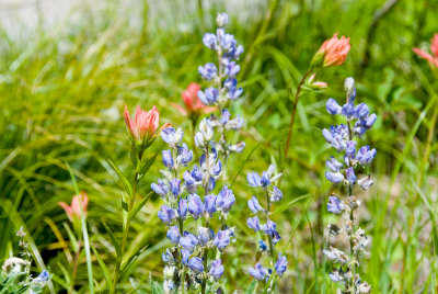 Love The Blue - Lupine