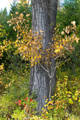 Fall Color in Les Mason Park