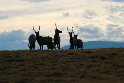 Elk at Dusk 2.jpg